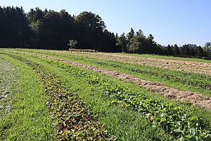 Ein mit verschiedenen Kulturen angebautes Feld.