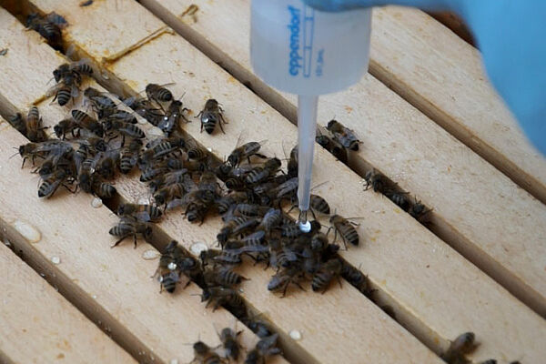 Bienen auf Naturwabe