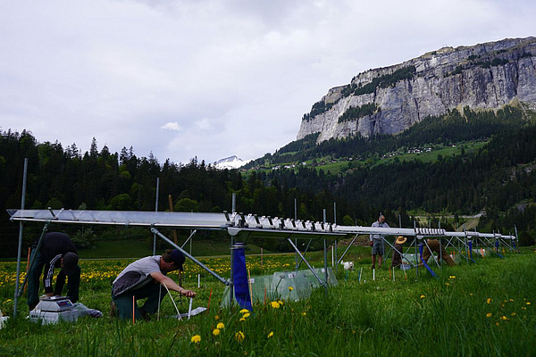 Vor einem Alpengipfel stehen Regendächer auf einer Wiese, darunter knien Personen und arbeiten am Boden. 