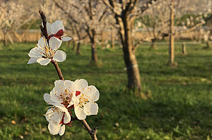 Weisse offene Aprikosenblüte