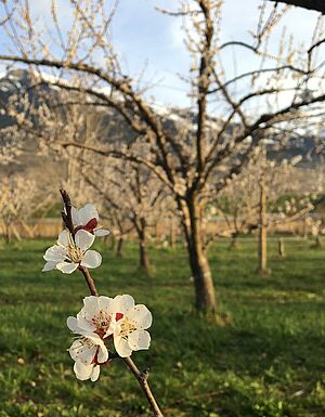 Weisse offene Aprikosenblüte