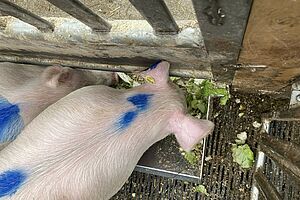 Zwei rosa Schweine fressen Salatblätter aus einem Trog.
