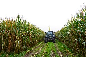 Traktor mit Maishäcksler an der Arbeit mitten in einem Maisfeld