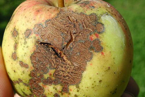 Apfel mit verkrusteter und gespaltener Haut