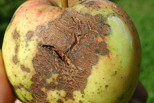 Apfel mit gorssem Schorfflecken