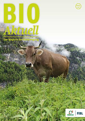 Titelseite Bioaktuell 6|2021: Eine Kuh auf der Alp, im Vordergrund Brennnesseln