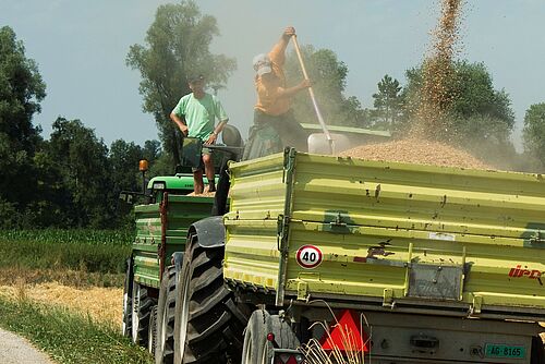 Traktor mit Getreide im Anhänger