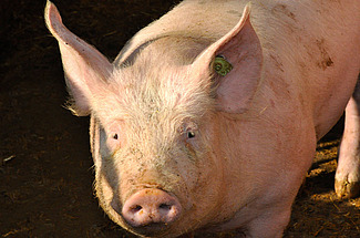 Ein Schwein schaut direkt in die Kamera. 