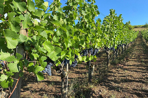 Früh reifende Weinreben mit bereits ausgebildeten dunklen Trauben in einem trockenen Rebberg verdeutlichen den frühen Start der Weinlese 2026 und die Auswirkungen des trockenen Sommers auf die Reifeentwicklung.