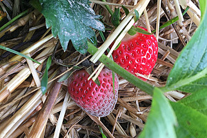 Botrytis bei Erdbeeren. Foto: FiBL Flore Lebleu