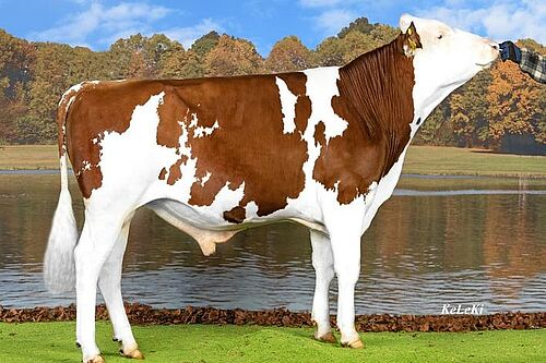 Bio-KB-Stier "Kingboy". Foto: KeLeKi, Swissgenetics 