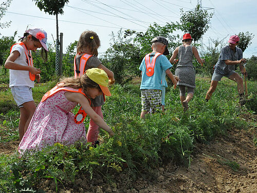 Kinder in einer Reihe vor einem Landwirten
Drei Kinder beobachten wachsende Karottenpflanzen von Nahem.
Fünf Kinder und dem Landwirt im Karottenfeld.
Ein Eimer voll Karotten, zwei Kinder und der Landwirt