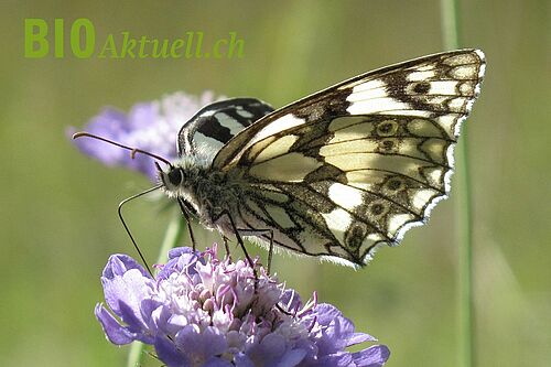 Schachbrett-Schmetterling auf einer Blüte