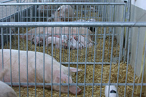 Foto: ©Christel Simantke Zuchtsauen mit Ferkeln im Auslauf