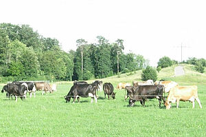 Kühe verschiedener Rasse auf der Weide