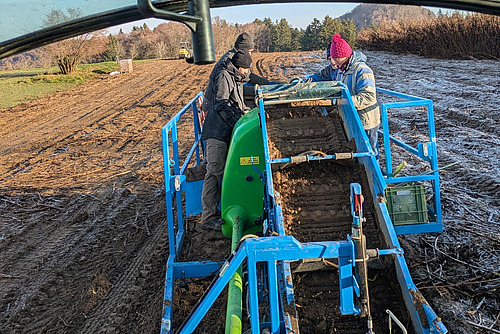 Erntearbeiten für Topinambur, eine Gruppe von Menschen steht auf dem Vollernter. 