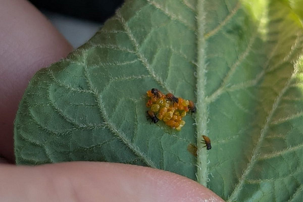 Schlüpfende Kartoffelkäferlarven auf einem Kartoffelblatt.