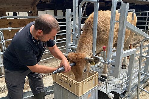 Ein Mann setzt bei einer Kuh das Bolzenschussgerät an.