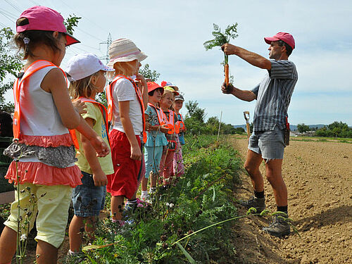 Kinder in einer Reihe vor einem Landwirten
Drei Kinder beobachten wachsende Karottenpflanzen von Nahem.
Fünf Kinder und dem Landwirt im Karottenfeld.
Ein Eimer voll Karotten, zwei Kinder und der Landwirt