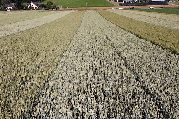 Streifen verschiedener Mahlweizensorten im Sortenversuch.