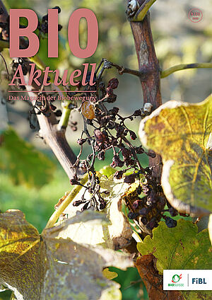 Titelseite Bioaktuell 9|2021: Eine vom Mehltau zerstörte Weintraube.