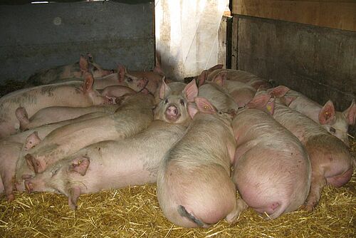 Zahlreiche Mastschweine liegen dicht gedrängt im Stroh.