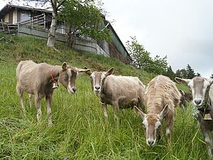 Gruppe Ziegen auf Weide unterhalb Alpgebäude