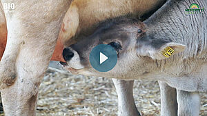 Kalb am Euter der Mutter saugend