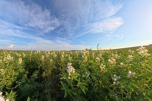Feld mit blühenden weissen Lupinen.