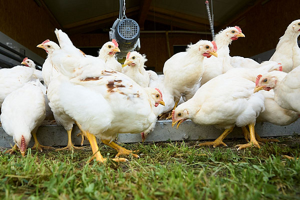Junge Hähne auf einer Wiese.