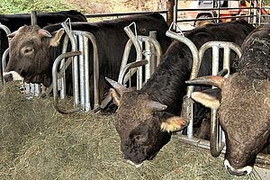 Kühe im Stall am Essen