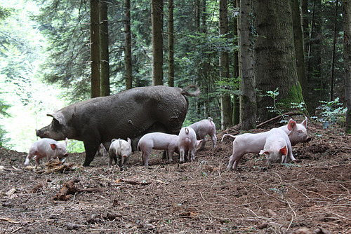 Eine Muttersau steht umringt von einigen Ferkeln auf eine Waldlichtung.
