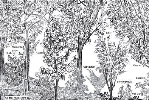Illustration mit Bäumen, Büschen und Bodenbedeckung (Ackerfrüchte, Pilze)..