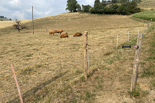 Eine ausgetrocknete, eingezaungte Weide mit einigen liegenden Rindern.