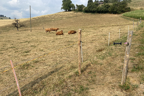 Eine ausgetrocknete, eingezaungte Weide mit einigen liegenden Rindern.