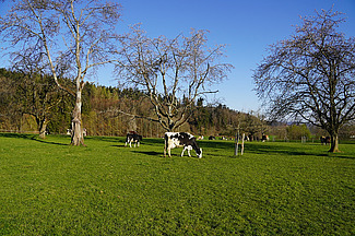 Kühe in Seon (AG) auf einer Kurzrasenweide.