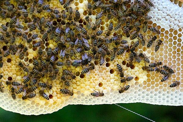 Bienen auf Naturwabe