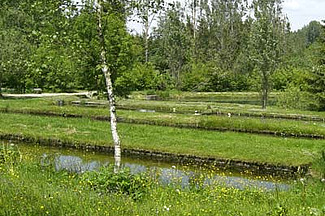 Fischteiche in grüner Landschaft
