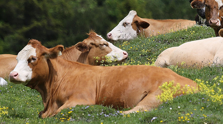 Liegende Rinder hintereinander auf einer Weide mit gelben Blumen.
