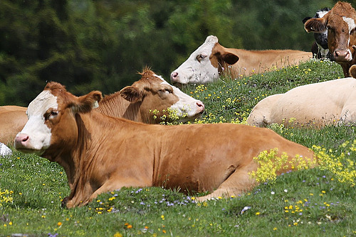 Liegende Rinder hintereinander auf einer Weide mit gelben Blumen.