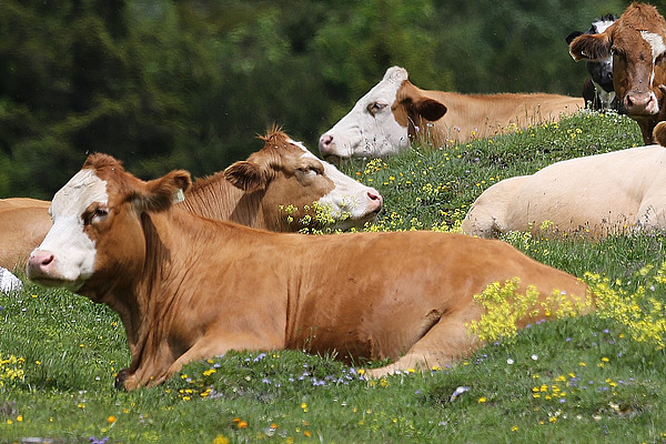 Liegende Rinder hintereinander auf einer Weide mit gelben Blumen.