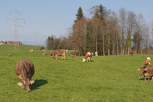 Kühe auf einer Weide.