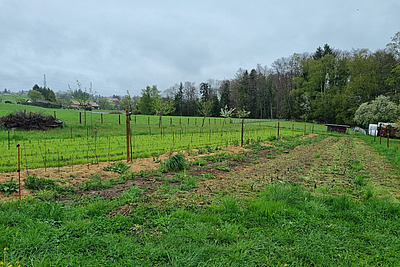 Junge Bäume stehen in Reihen auf einem Feld.