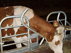 Kuh beim Fressen mit offenem Fressgitter