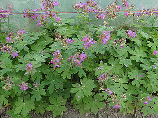Géranium herbe à Robert (Photo: (c) GRAB, Avignon)