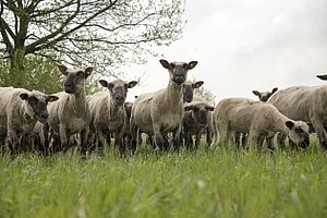 Bioschafe auf Wiese