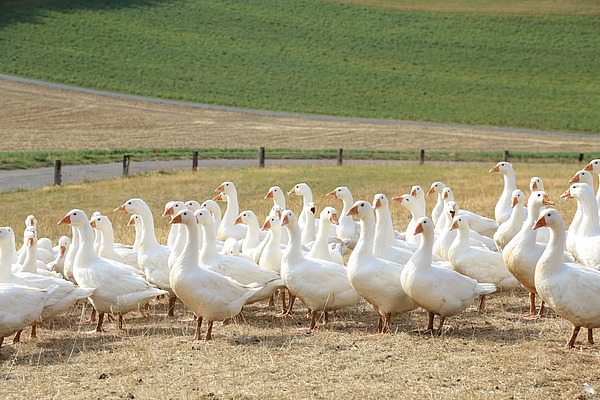 Eine Gruppe von weissen Gänsen auf einer ausgetrockneten Weide. 