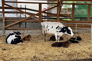 Ammen- und Mutterkühe im Stall mit Kälbern.