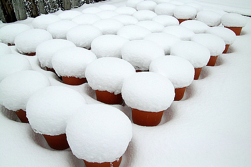 Mit Schnee bedeckte Blumentöpfe.