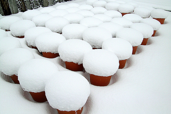 Mit Schnee bedeckte Blumentöpfe.